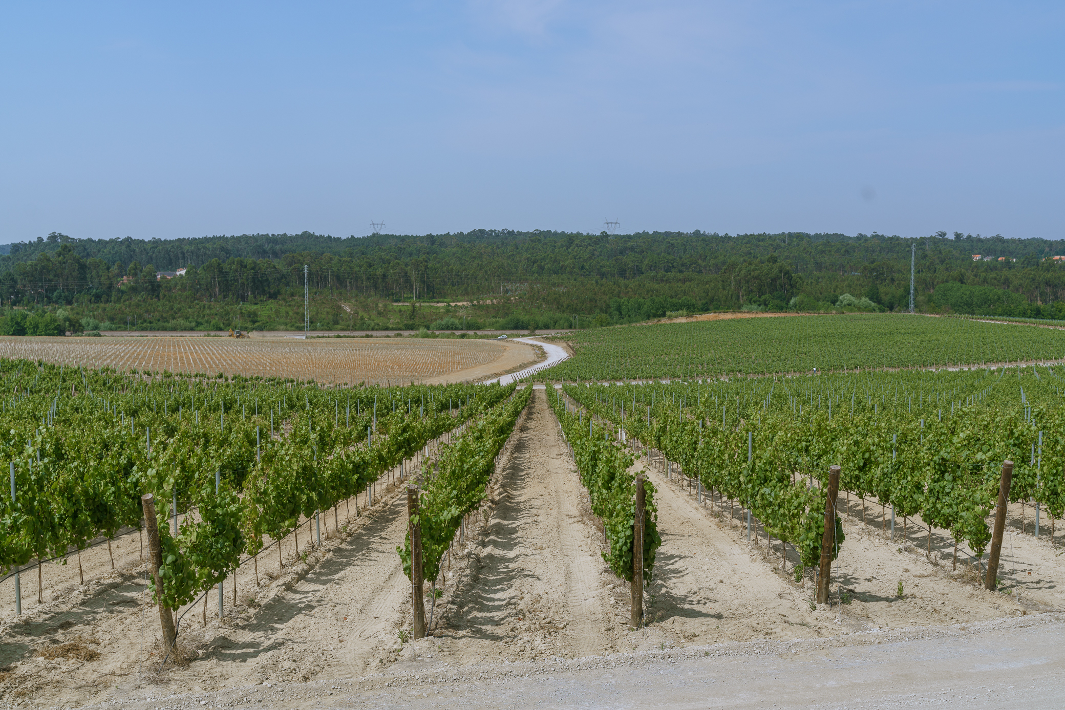 Aliança presents a new Pinot Noir sparkling wine